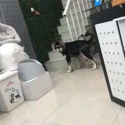 DH宠物生活馆:苏州市昆山市花桥镇附近