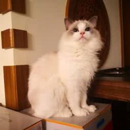 战车喵猫舍:苏州市昆山市花桥镇附近