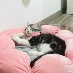 漓漓家的小猫咪:苏州市昆山市花桥镇附近