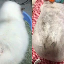 Y&E ONCE猫舍:苏州市昆山市花桥镇附近