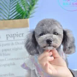 炫彩宠物造型培训:苏州市昆山市周市镇附近