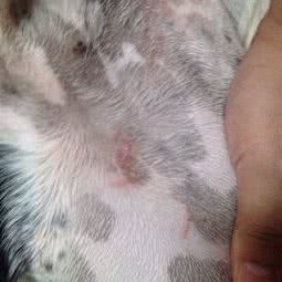 魔宠宠物:北京城区通州区土桥附近