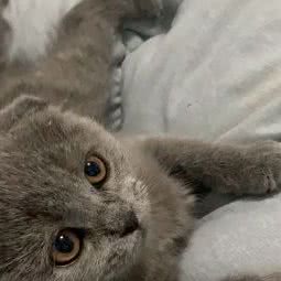 小精灵宠屋:苏州市昆山市千灯镇附近