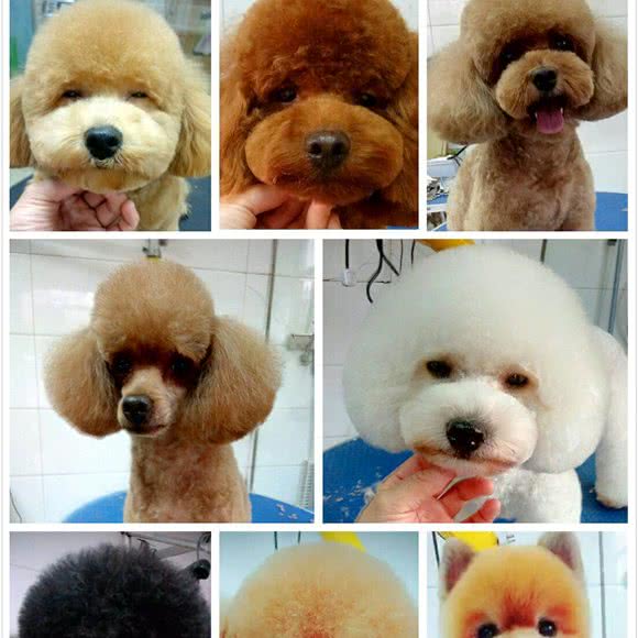 千灯哒玲宠物美容:苏州市昆山市千灯镇附近