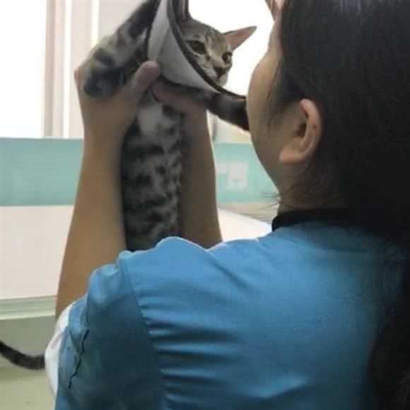 百胜宠物诊所:苏州市昆山市千灯镇附近