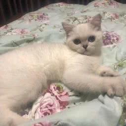 猴子博士宠物生活馆:苏州市昆山市张浦镇附近