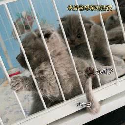 相识相知宠物馆:苏州市昆山市巴城镇附近