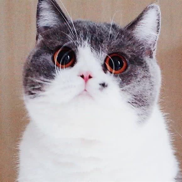 神奇的猫小咖·猫舍(太仓店):苏州市太仓市城厢镇附近