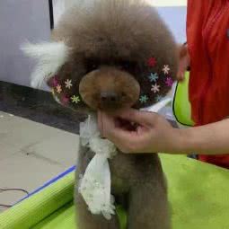 爱心宠物生活馆(南门街店):苏州市太仓市城厢镇附近