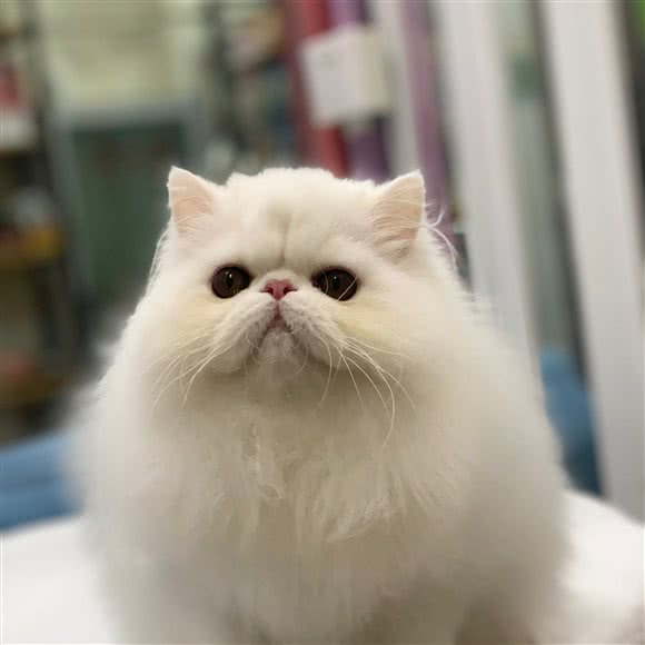 派多格宠物(加州店):北京城区通州区土桥附近