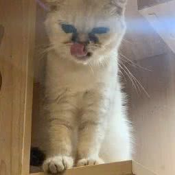 冰心猫舍(万达广场太仓店):苏州市太仓市城厢镇附近