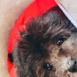 晋缘宠物医院:苏州市太仓市城厢镇附近