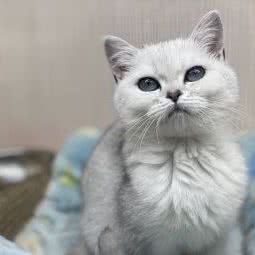 莎莎猫舍:南通市崇川区圆融广场附近