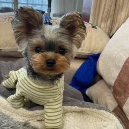 Z+ PET 宠物生活:南通市崇川区城山路附近