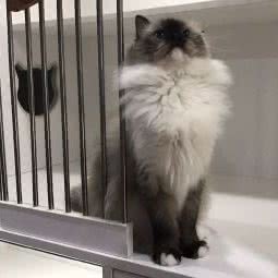 喵舍:南通市崇川区城山路附近