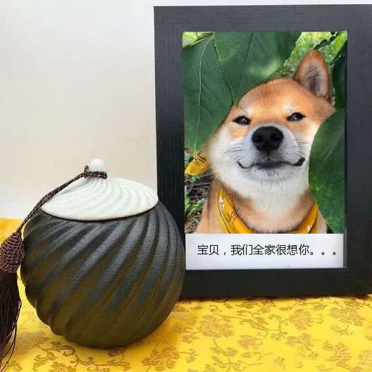 福宠宠物店:南通市崇川区上海路附近