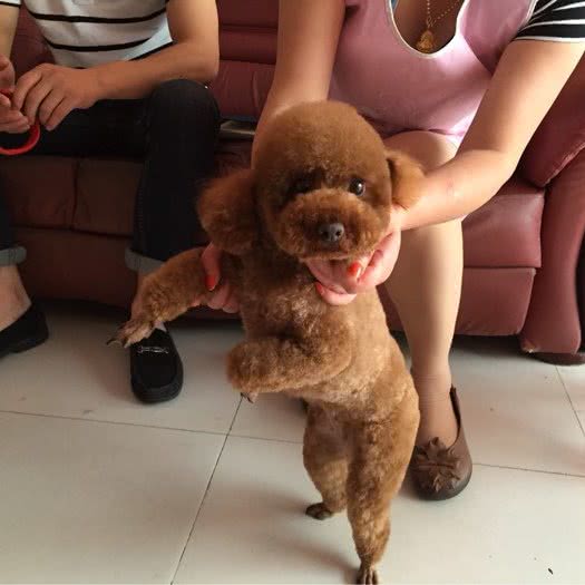 阳光宠物(永兴佳园店):南通市崇川区越江路口/永兴附近