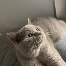 胖达猫舍:南通市崇川区东景国际附近