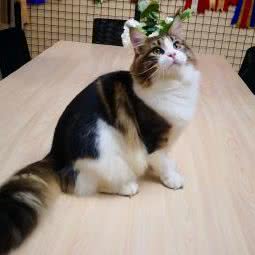 萌宠时光:北京城区通州区土桥附近