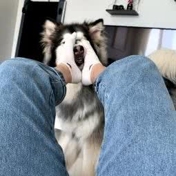 安妮宝贝宠物美容诊所(开发区分店):南通市崇川区新开北路附近