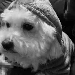 毛毛宠屋:南通市崇川区虹桥附近