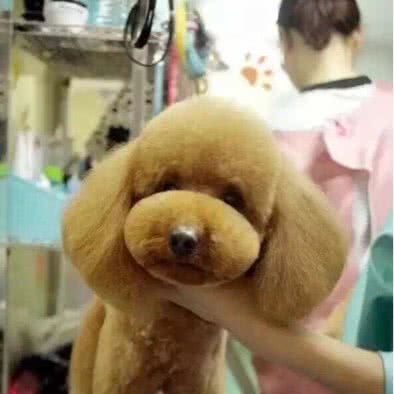 乐迪宠物:南通市崇川区虹桥附近