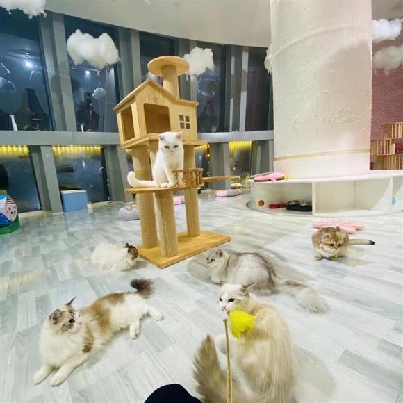 私人名猫:南通市崇川区文峰城市广场附近