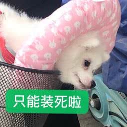 爱尚宠物:南通市海门区海门区附近