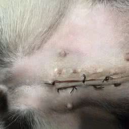 张家湾兽医站:北京城区通州区土桥附近