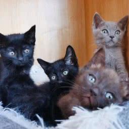 乐派宠屋生活馆:连云港市海州区南极路附近