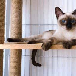 喵堂·猫咪生活馆(苏欣汽车客运站店):连云港市海州区苏宁广场附近