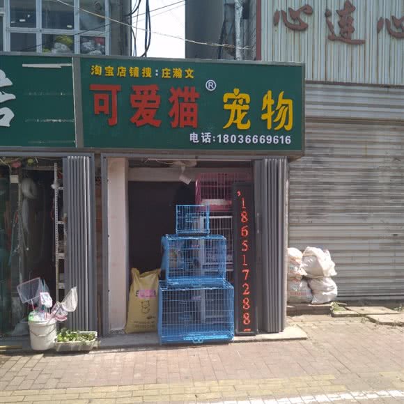 可爱猫宠物:连云港市海州区通灌路附近