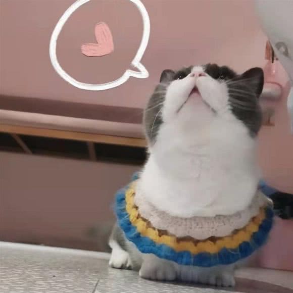 猫堂社·五百万是只喵·猫咖:连云港市海州区万润街附近