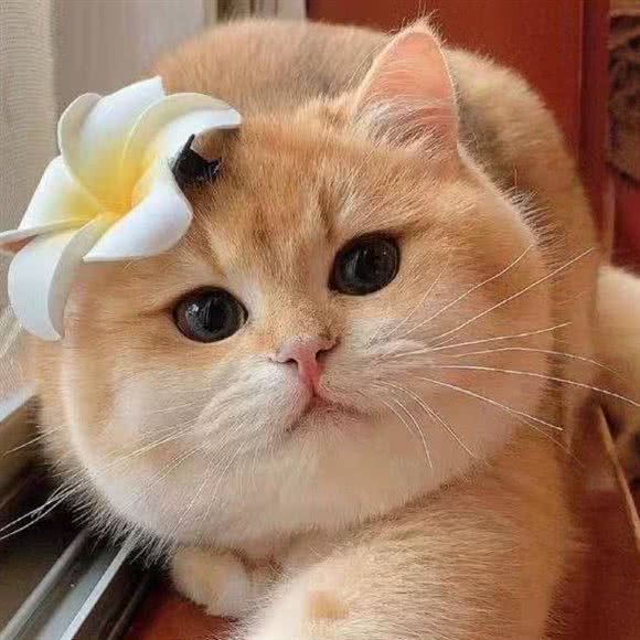 喵喵馆:连云港市海州区盐河路附近