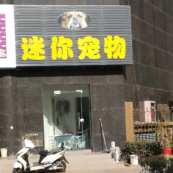 迷你宠物:连云港市海州区解放路附近