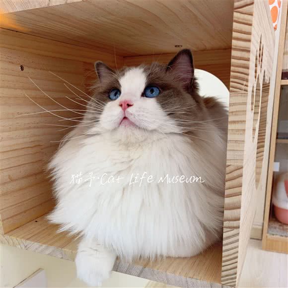 猫予·猫咪生活馆·猫咖(海州吾悦店):连云港市海州区吾悦广场附近