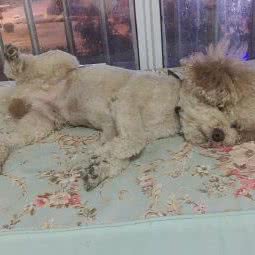 优佳宠物医院:淮安市淮安区金地国际广场附近