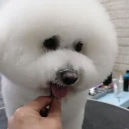 巴一宠物美容工坊:淮安市淮安区文锦城附近