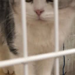 猫窝窝宠物:淮安市淮阴区北京北路附近