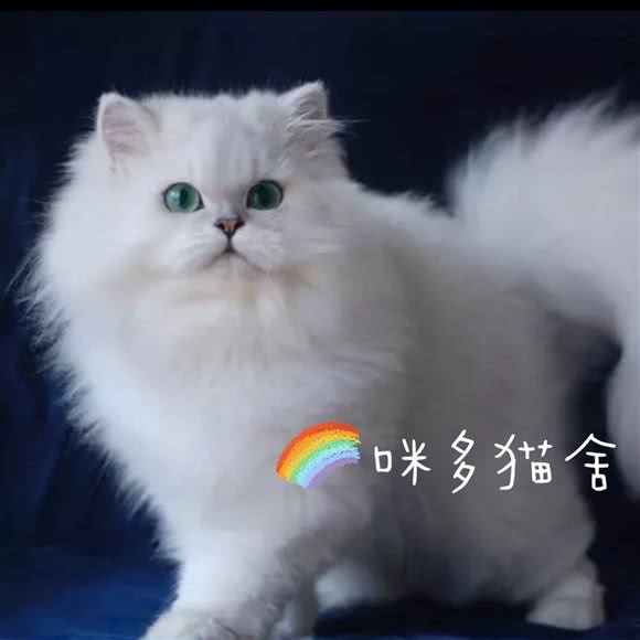 咪多猫舍:淮安市清江浦区交通路附近