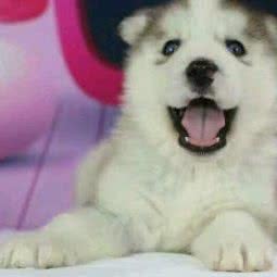 熙乐宠屋:淮安市清江浦区大学城附近