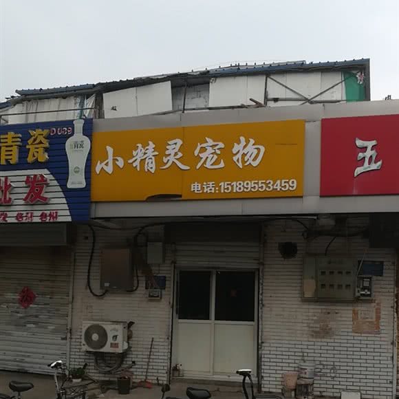 小精灵宠物狗专业美容:淮安市清江浦区健康东路附近