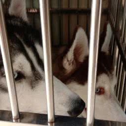 爱宠宠物生活馆:淮安市清江浦区健康东路附近