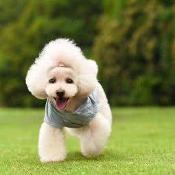 匠宠宠物管家:淮安市清江浦区淮海南路附近