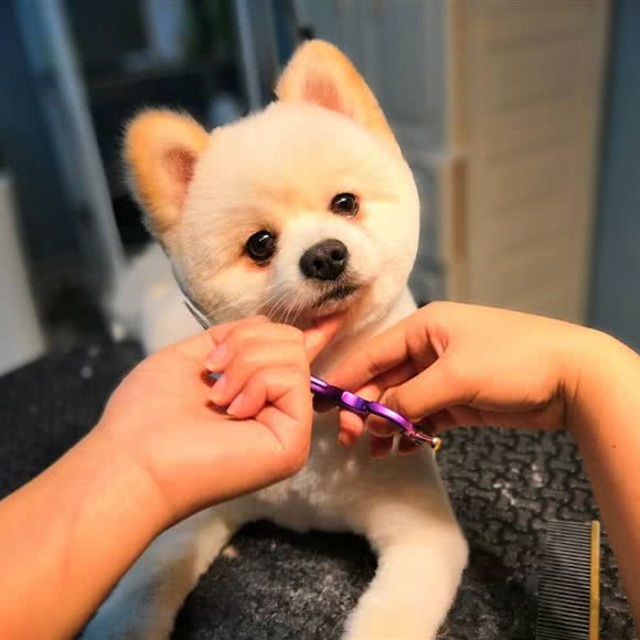 壹家宠物店:北京城区顺义区后沙峪附近