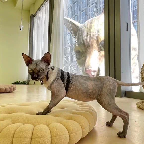 闻闻的世界宠物体验馆:北京城区顺义区后沙峪附近