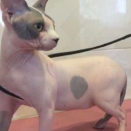 呆呆萌宠:盐城市亭湖区文港路附近