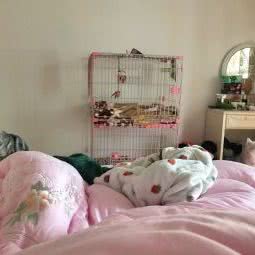 爱心宠物医院:盐城市亭湖区五洲国际广场附近