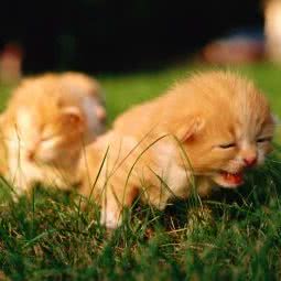 宠爱毕生:盐城市盐都区中南城购物中心附近