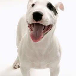 莱卡宠物(华厦绿城人民路店):盐城市盐都区解放南路附近